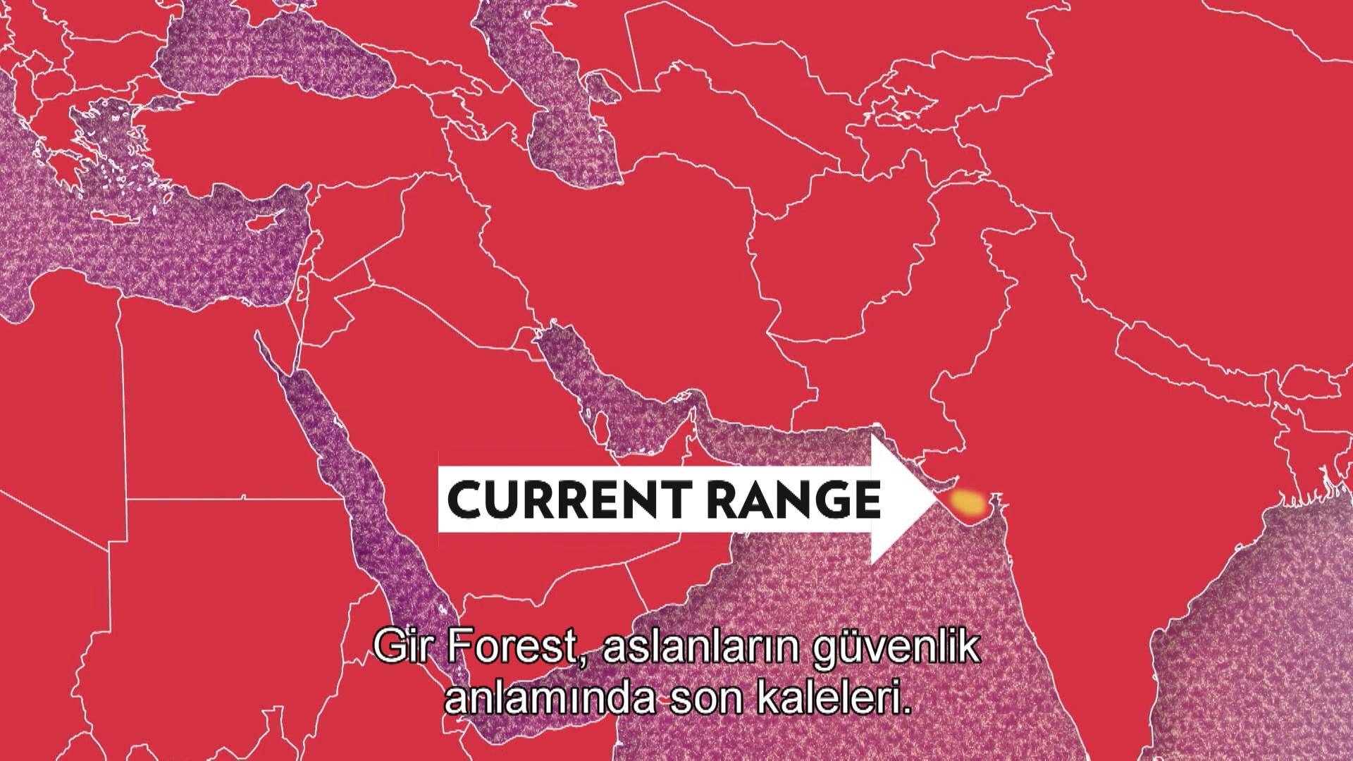 Büyük Kediler - 17